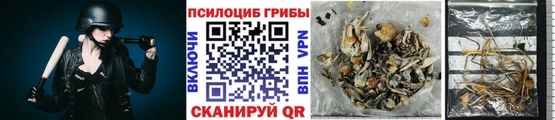 где купить наркотик  Баксан  OMG ссылки  Псилоцибиновые грибы Magic Shrooms 