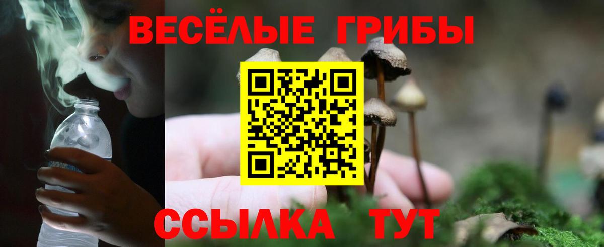 Псилоцибиновые грибы прущие грибы  Баксан 